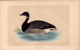 Brent Goose Rev Morris Antique History of British Birds Engraving.