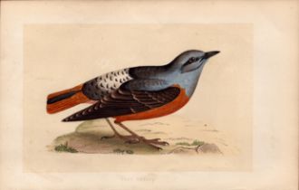 Rock Thrush Rev Morris Antique History of British Birds Engraving.