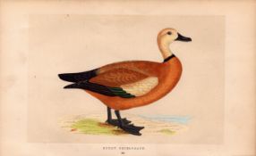 Ruddy Shieldrake Rev Morris Antique History of British Birds Engraving.