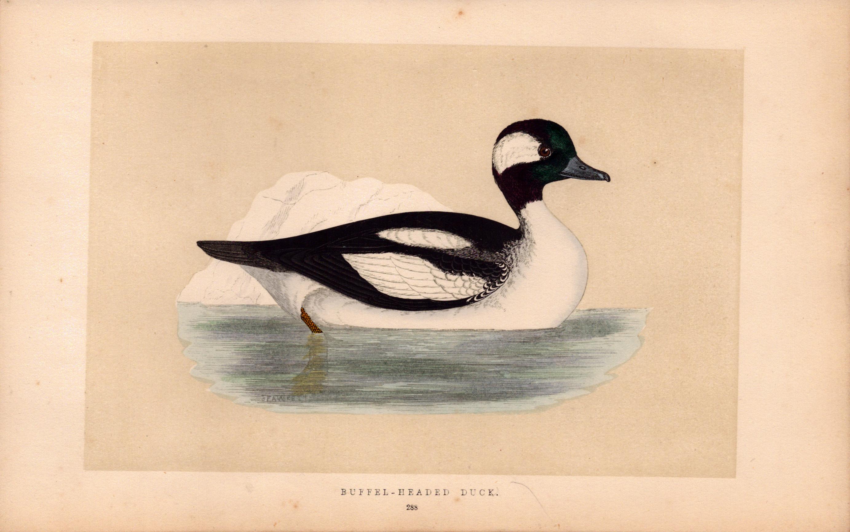 Buffel-Headed Duck Rev Morris Antique History of British Birds Engraving.