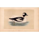 Buffel-Headed Duck Rev Morris Antique History of British Birds Engraving.