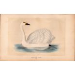Bewick’s Swan Rev Morris Antique History of British Birds Engraving.