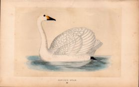 Bewick’s Swan Rev Morris Antique History of British Birds Engraving.