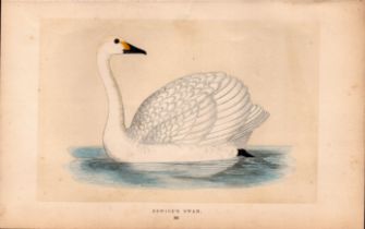 Bewick’s Swan Rev Morris Antique History of British Birds Engraving.