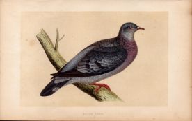 Stock Dove Rev Morris Antique History of British Birds Engraving.