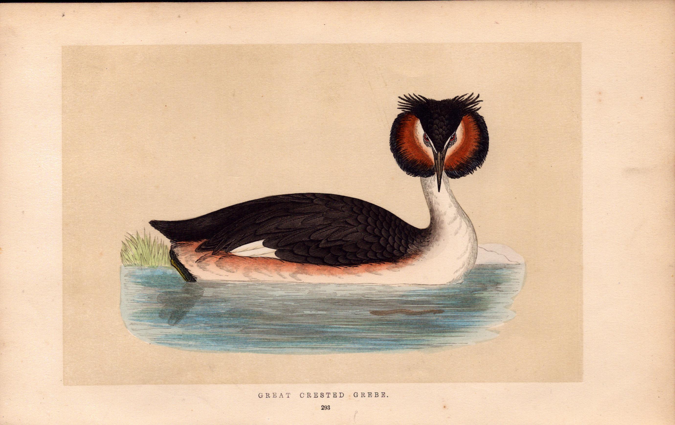 Great Crested Grebe Rev Morris Antique History of British Birds Engraving.