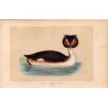Great Crested Grebe Rev Morris Antique History of British Birds Engraving.