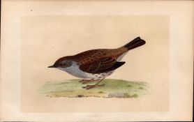 Dunnock Rev Morris Antique History of British Birds Engraving.