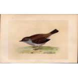 Dunnock Rev Morris Antique History of British Birds Engraving.