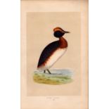 Dusky Grebe Rev Morris Antique History of British Birds Engraving.