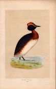 Dusky Grebe Rev Morris Antique History of British Birds Engraving.