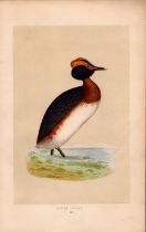 Dusky Grebe Rev Morris Antique History of British Birds Engraving.