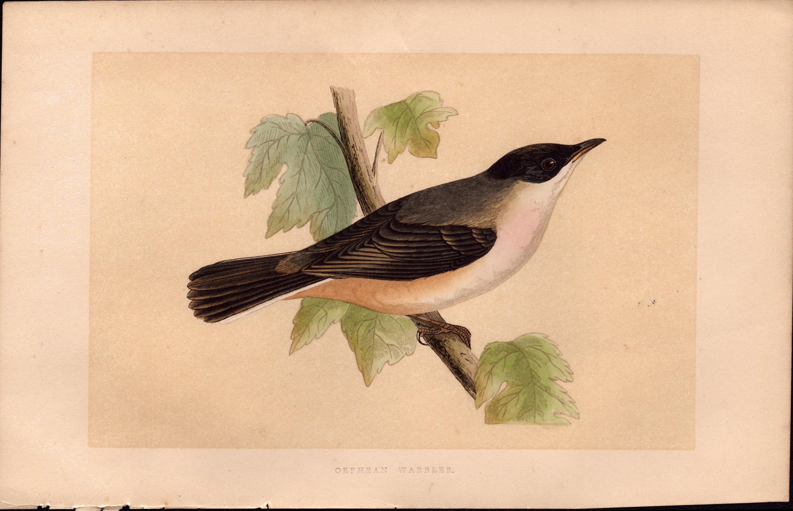 Orphean Warbler Rev Morris Antique History of British Birds Engraving.