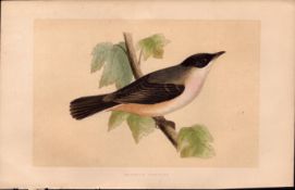 Orphean Warbler Rev Morris Antique History of British Birds Engraving.