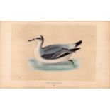 Grey Phalarope Rev Morris Antique History of British Birds Engraving.