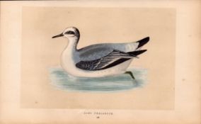 Grey Phalarope Rev Morris Antique History of British Birds Engraving.