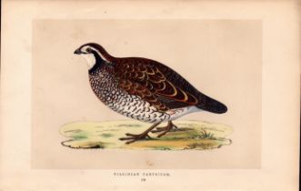Virginian Patridge Rev Morris Antique History of British Birds Engraving.