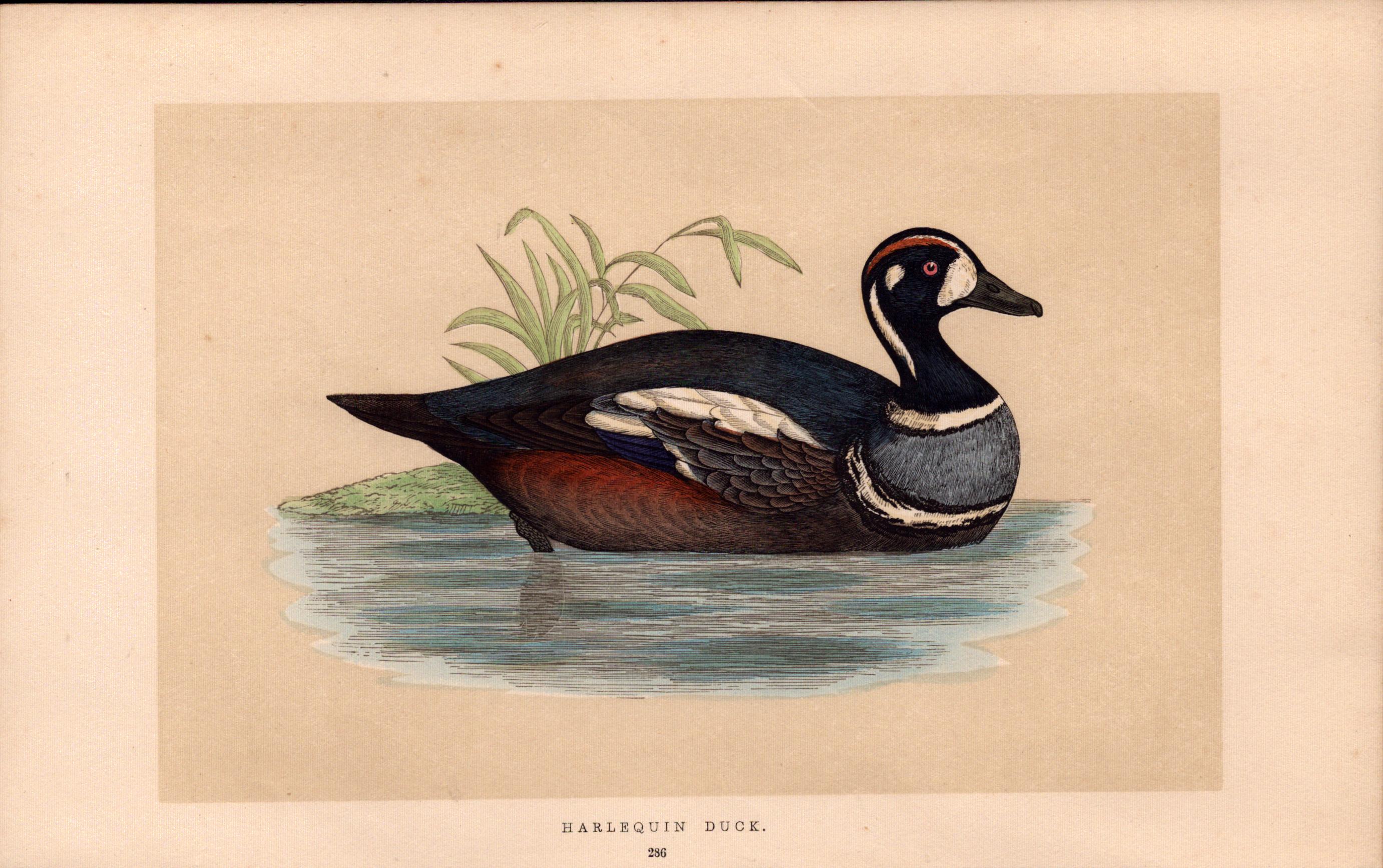 Harlequin Duck Rev Morris Antique History of British Birds Engraving.