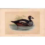 Harlequin Duck Rev Morris Antique History of British Birds Engraving.