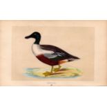 Shoveler Rev Morris Antique History of British Birds Engraving.