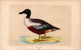 Shoveler Rev Morris Antique History of British Birds Engraving.