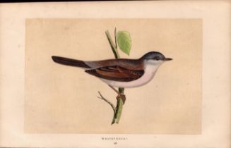 Whitethroat Rev Morris Antique History of British Birds Engraving.