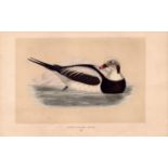 Long-Tailed Duck Rev Morris Antique History of British Birds Engraving.