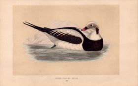 Long-Tailed Duck Rev Morris Antique History of British Birds Engraving.