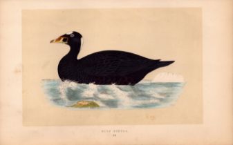 Surf Scoter Rev Morris Antique History of British Birds Engraving.