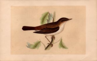 Nightingale Rev Morris Antique History of British Birds Engraving.