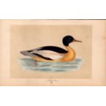 Goosander Rev Morris Antique History of British Birds Engraving.