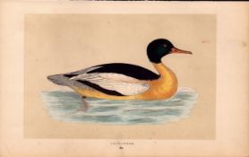 Goosander Rev Morris Antique History of British Birds Engraving.