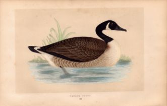 Canada Goose Rev Morris Antique History of British Birds Engraving.