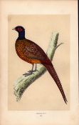 Pheasant Rev Morris Antique History of British Birds Engraving.