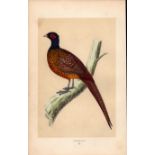 Pheasant Rev Morris Antique History of British Birds Engraving.