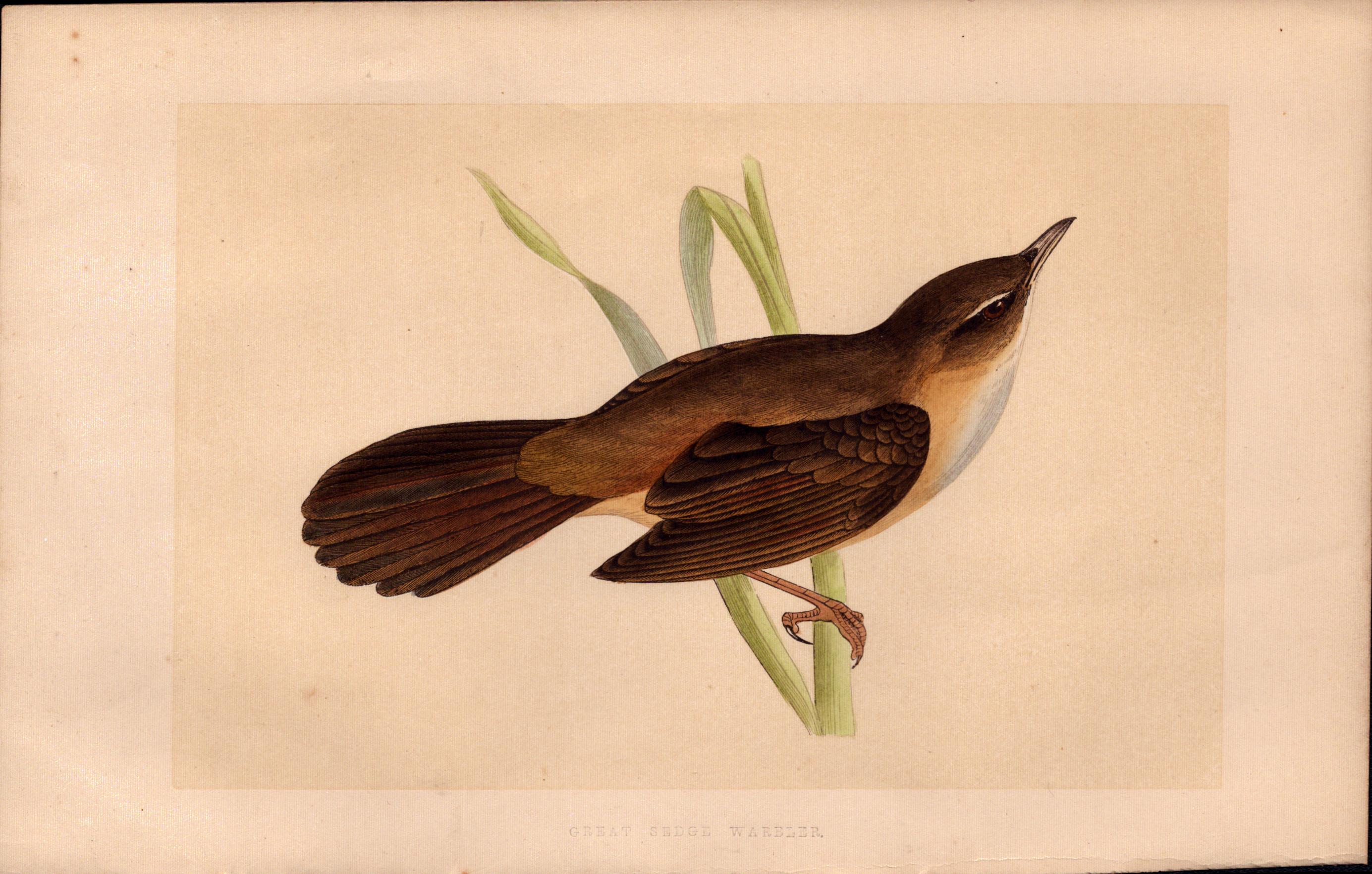 Great Sedge Warbler Rev Morris Antique History of British Birds Engraving.
