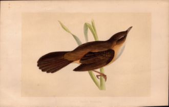 Great Sedge Warbler Rev Morris Antique History of British Birds Engraving.