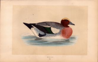 Wigeon Rev Morris Antique History of British Birds Engraving.