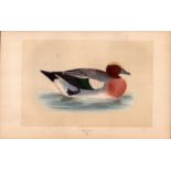 Wigeon Rev Morris Antique History of British Birds Engraving.