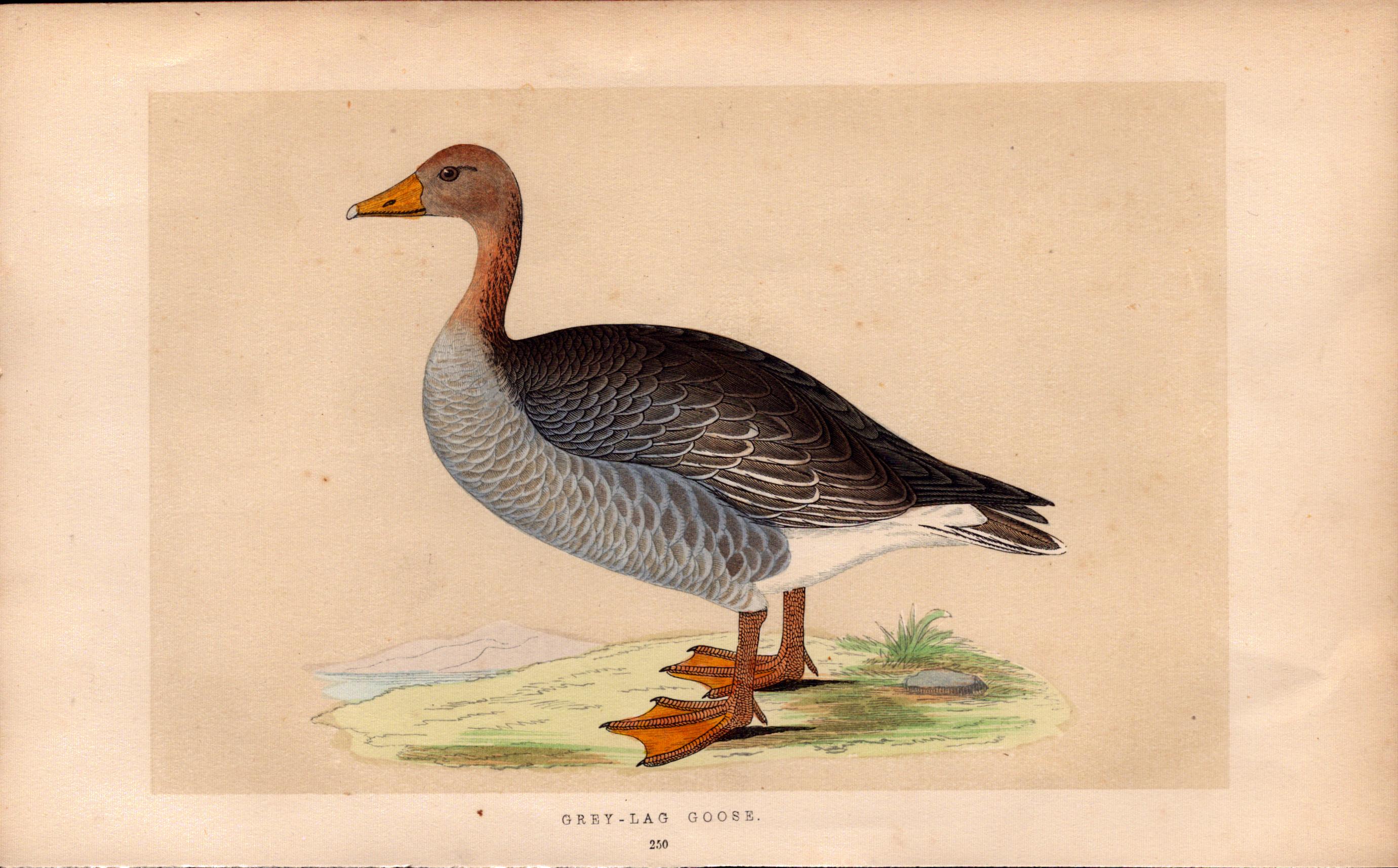 Grey Leg Goose Rev Morris Antique History of British Birds Engraving.