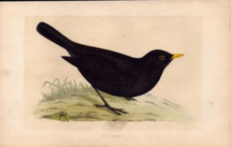 Blackbird Rev Morris Antique History of British Birds Engraving.