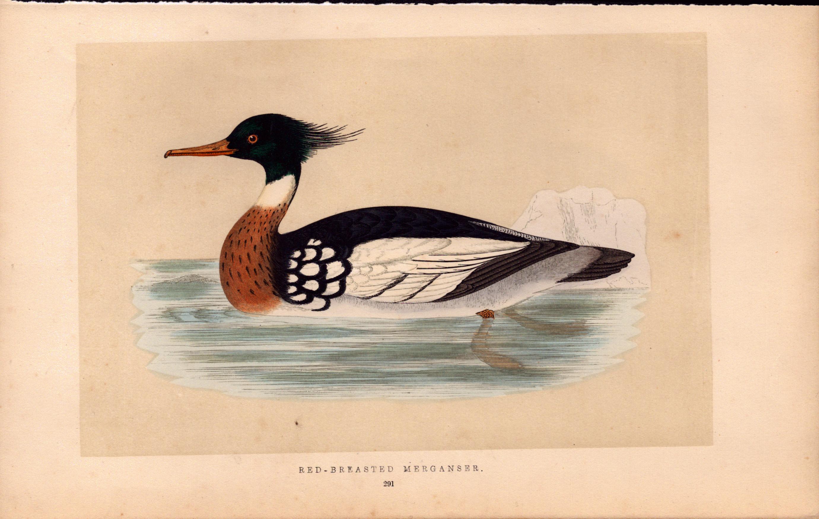 Red-Breasted Merganser Rev Morris Antique History of British Birds Engraving.