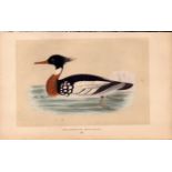 Red-Breasted Merganser Rev Morris Antique History of British Birds Engraving.