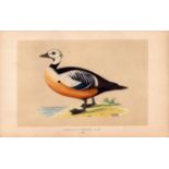 Steller’s Western Duck Rev Morris Antique History of British Birds Engraving.