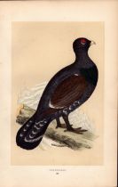 Capercaillie Rev Morris Antique History of British Birds Engraving.