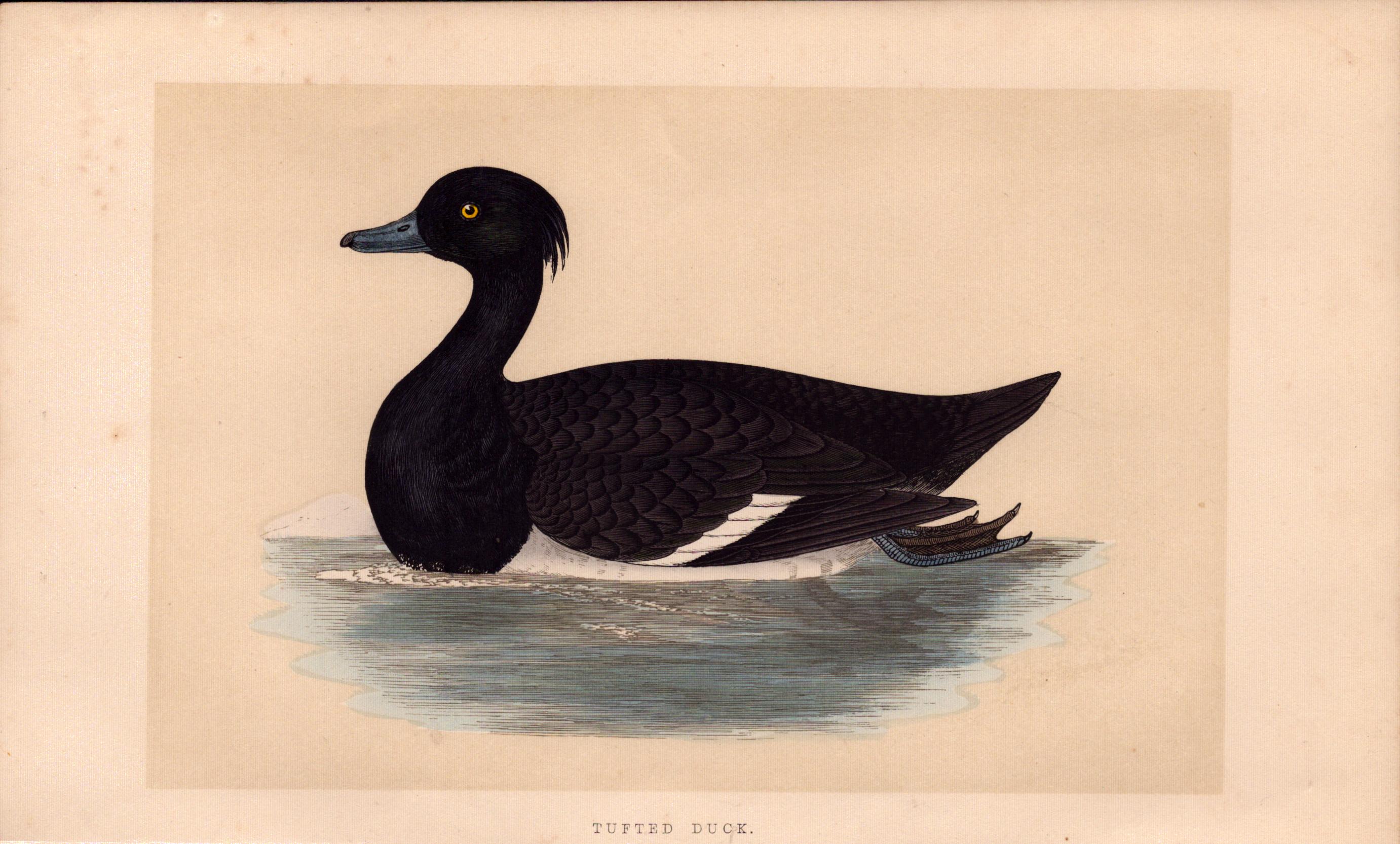 Tufted Duck Rev Morris Antique History of British Birds Engraving.