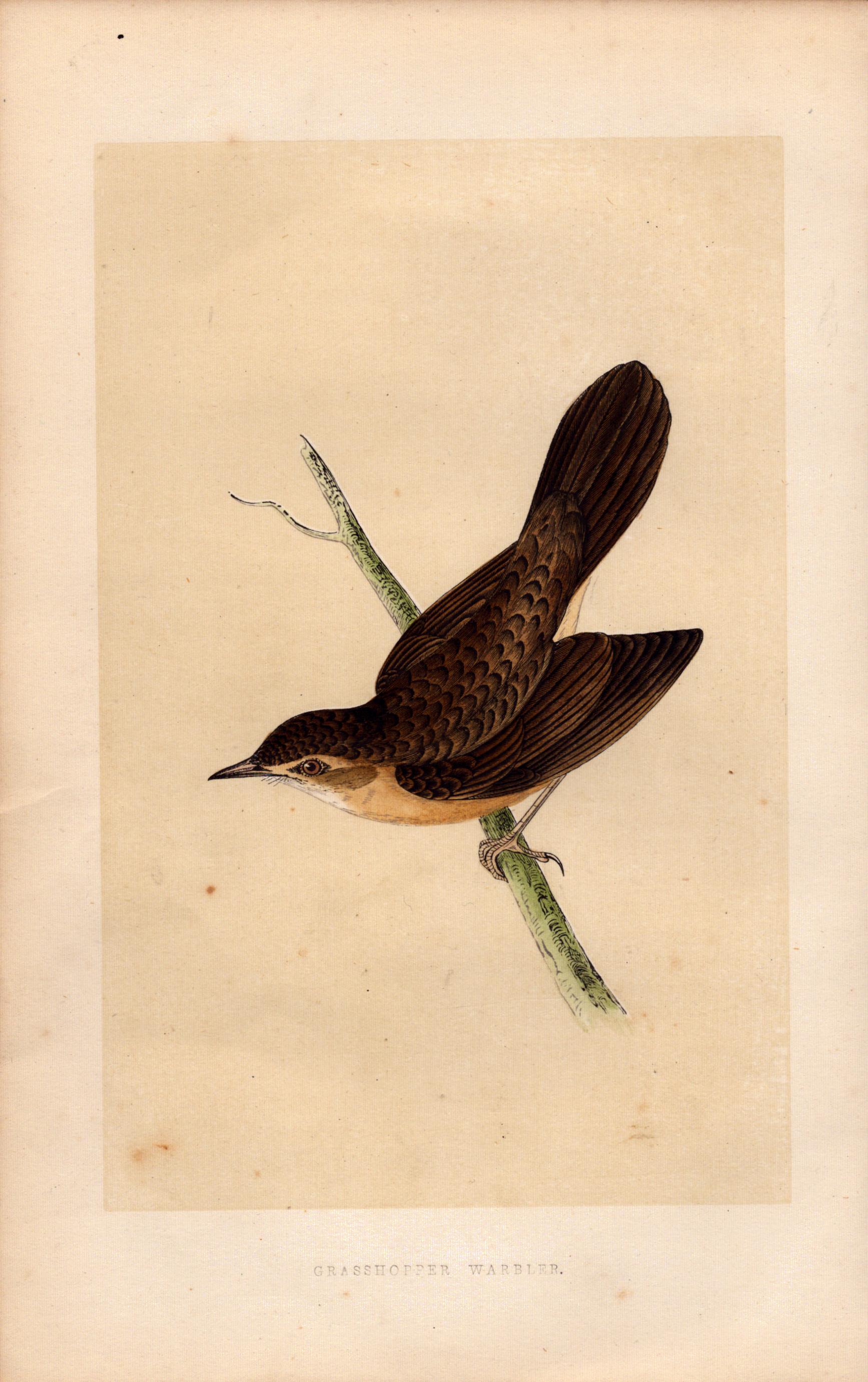 Grasshopper Warbler Rev Morris Antique History of British Birds Engraving.
