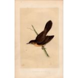 Grasshopper Warbler Rev Morris Antique History of British Birds Engraving.