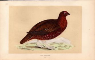 Red Grouse Rev Morris Antique History of British Birds Engraving.