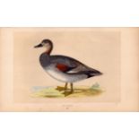 Gadwall Rev Morris Antique History of British Birds Engraving.